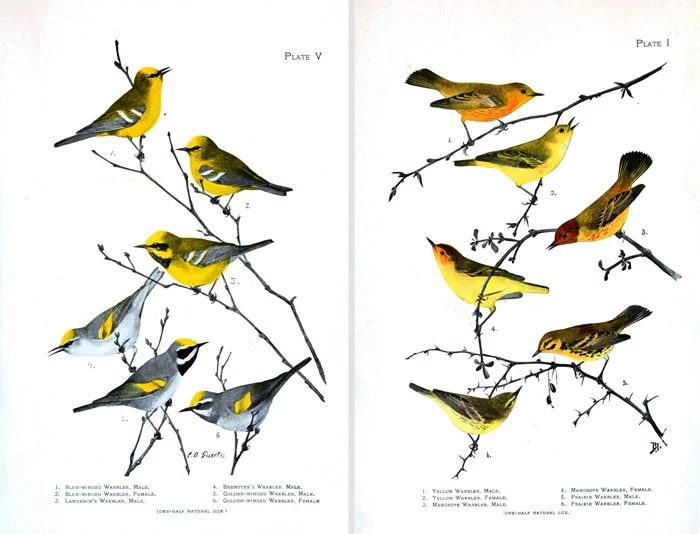 Over 25 Free Vintage Bird Printable Images | Bekob.com #art #free #printable