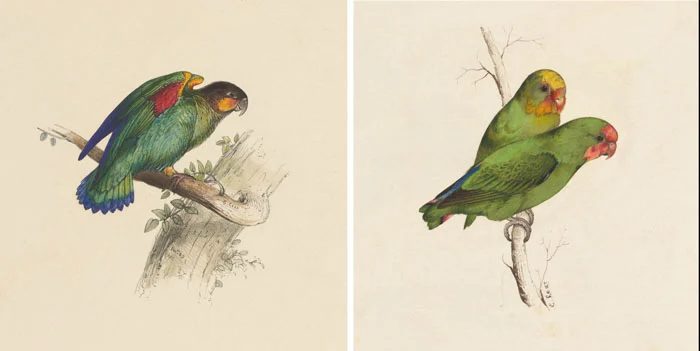 Over 25 Free Vintage Bird Printable Images | Bekob.com #art #free #printable