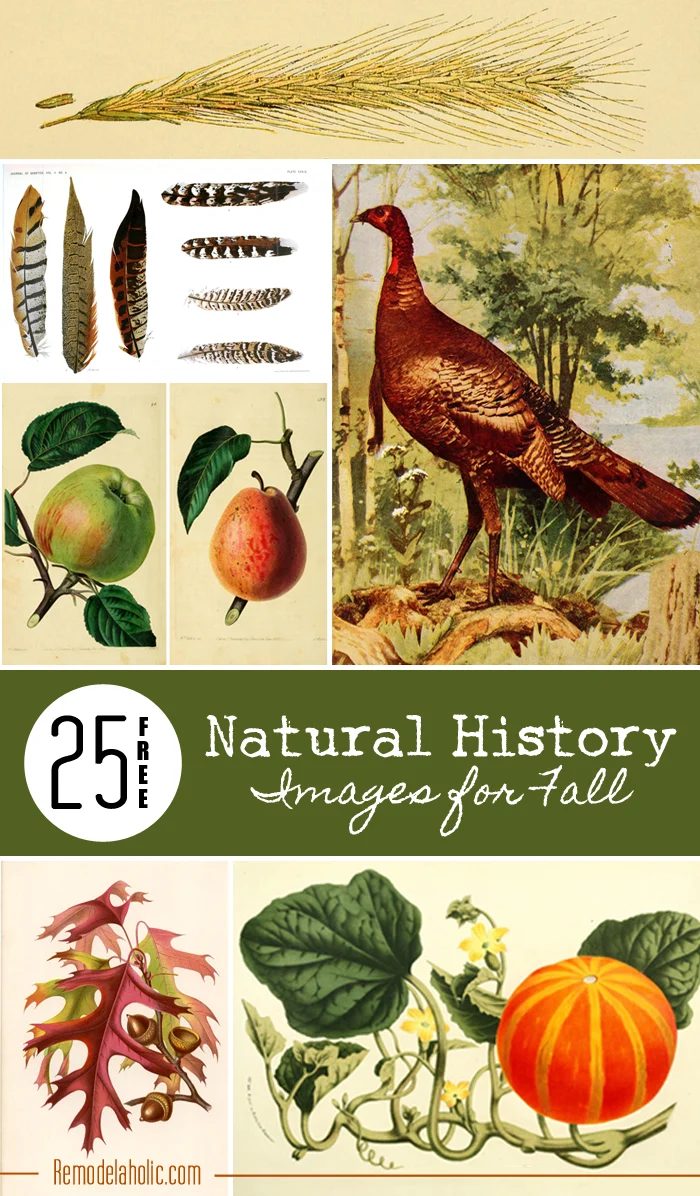 25 Free Natural History Images for Fall | Bekob.com #free #printables #art