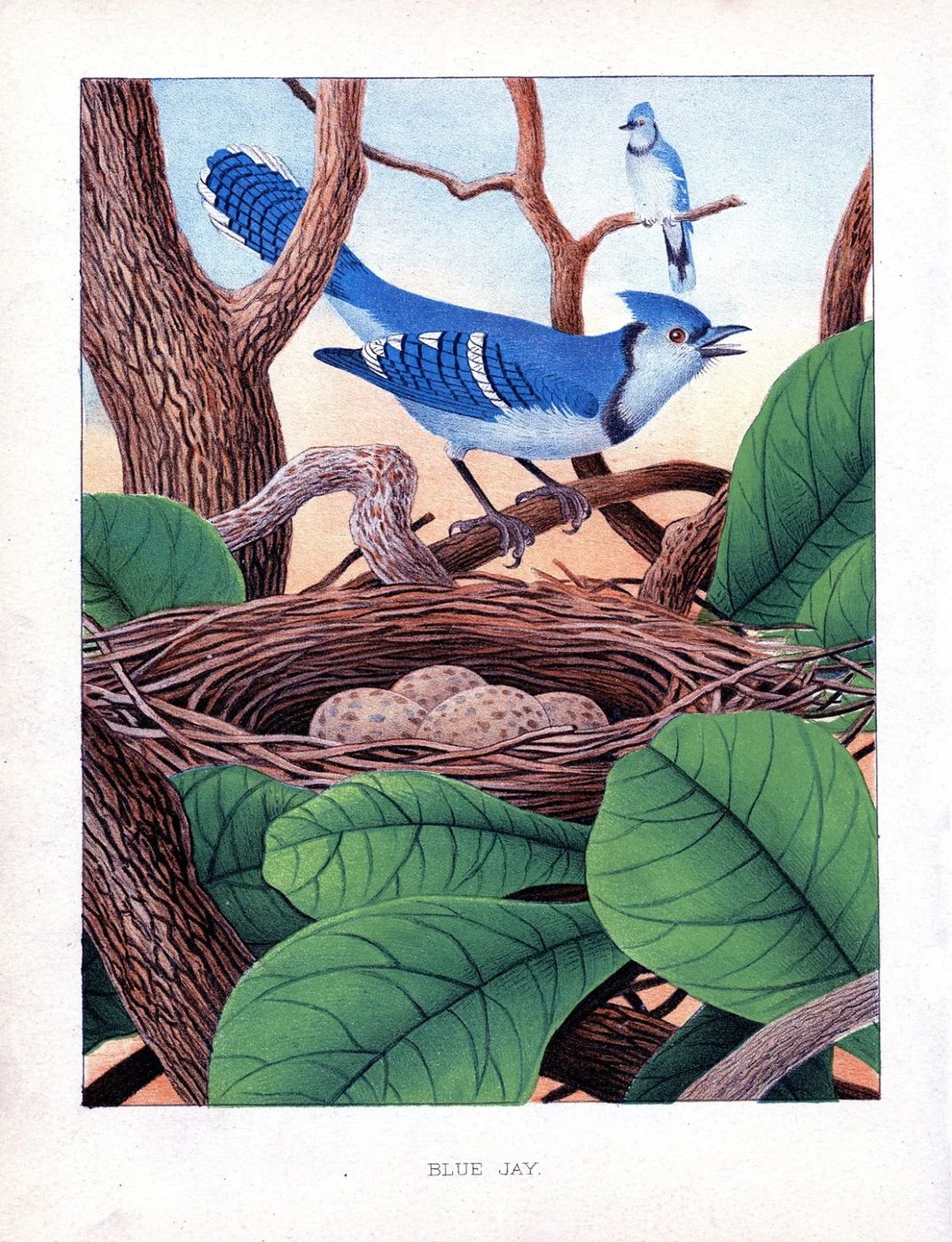 Over 25 Free Vintage Bird Printable Images | Bekob.com #art #free #printable