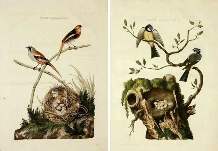 Over 25 Free Vintage Bird Printable Images | Bekob.com #art #free #printable