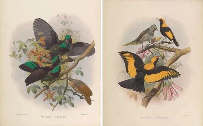Over 25 Free Vintage Bird Printable Images | Bekob.com #art #free #printable
