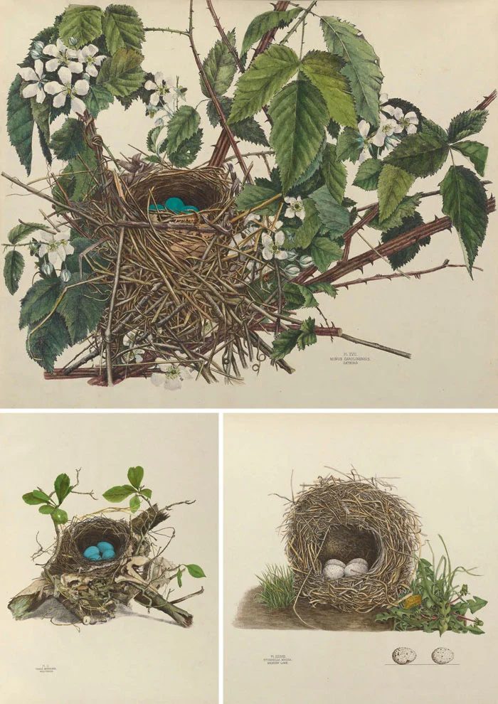 Over 25 Free Vintage Bird Printable Images | Bekob.com #art #free #printable