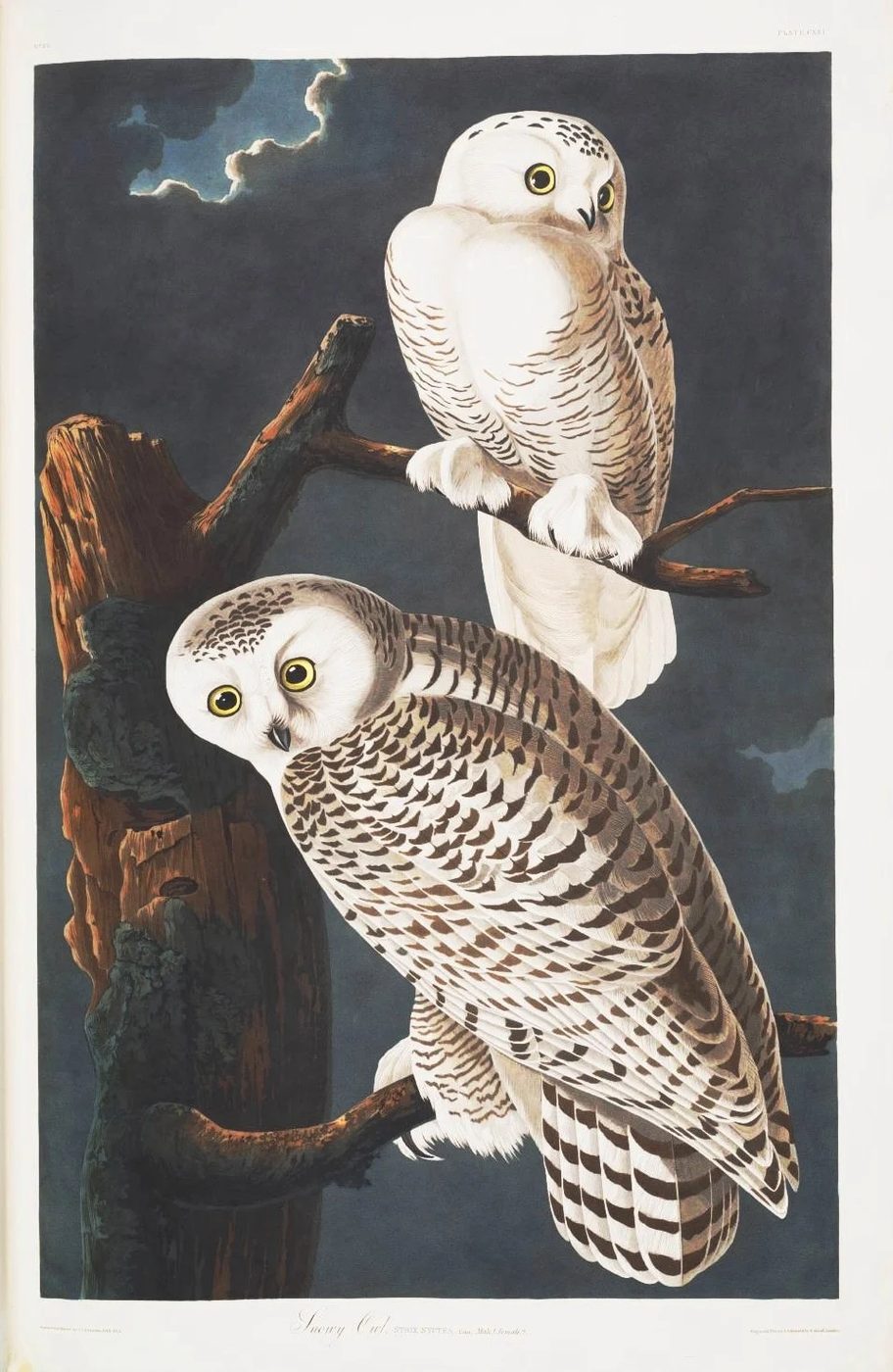 Over 25 Free Vintage Bird Printable Images | Bekob.com #art #free #printable