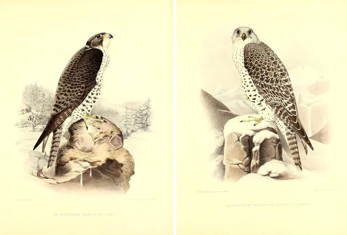 Over 25 Free Vintage Bird Printable Images | Bekob.com #art #free #printable