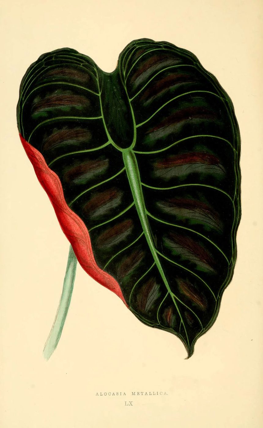 Les plantes a feuillage coloré. v.1. Paris :Rothschild,1867-1870. https://biodiversitylibrary.org/item/55539