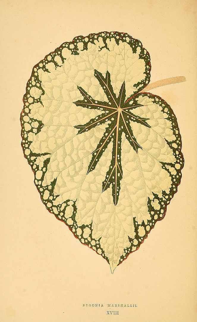 Free Vintage Leaves Image 36