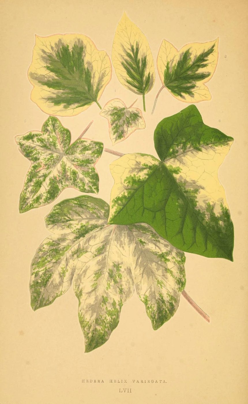 Les plantes a feuillage coloré. v.1. Paris :Rothschild,1867-1870. https://biodiversitylibrary.org/item/55539
