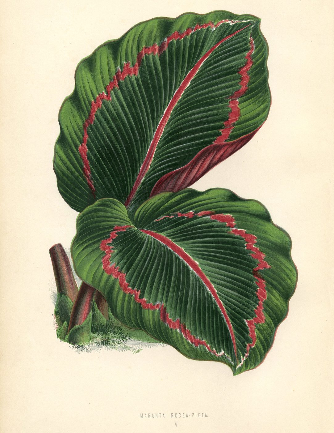 Free Vintage Leaves Image 9