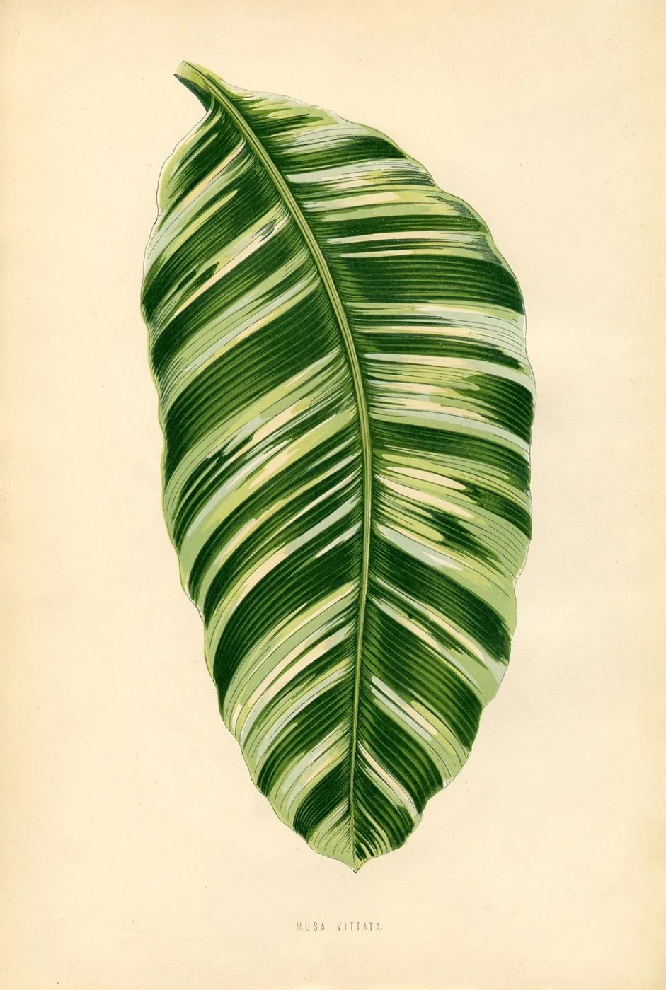Free Vintage Leaves Image 11