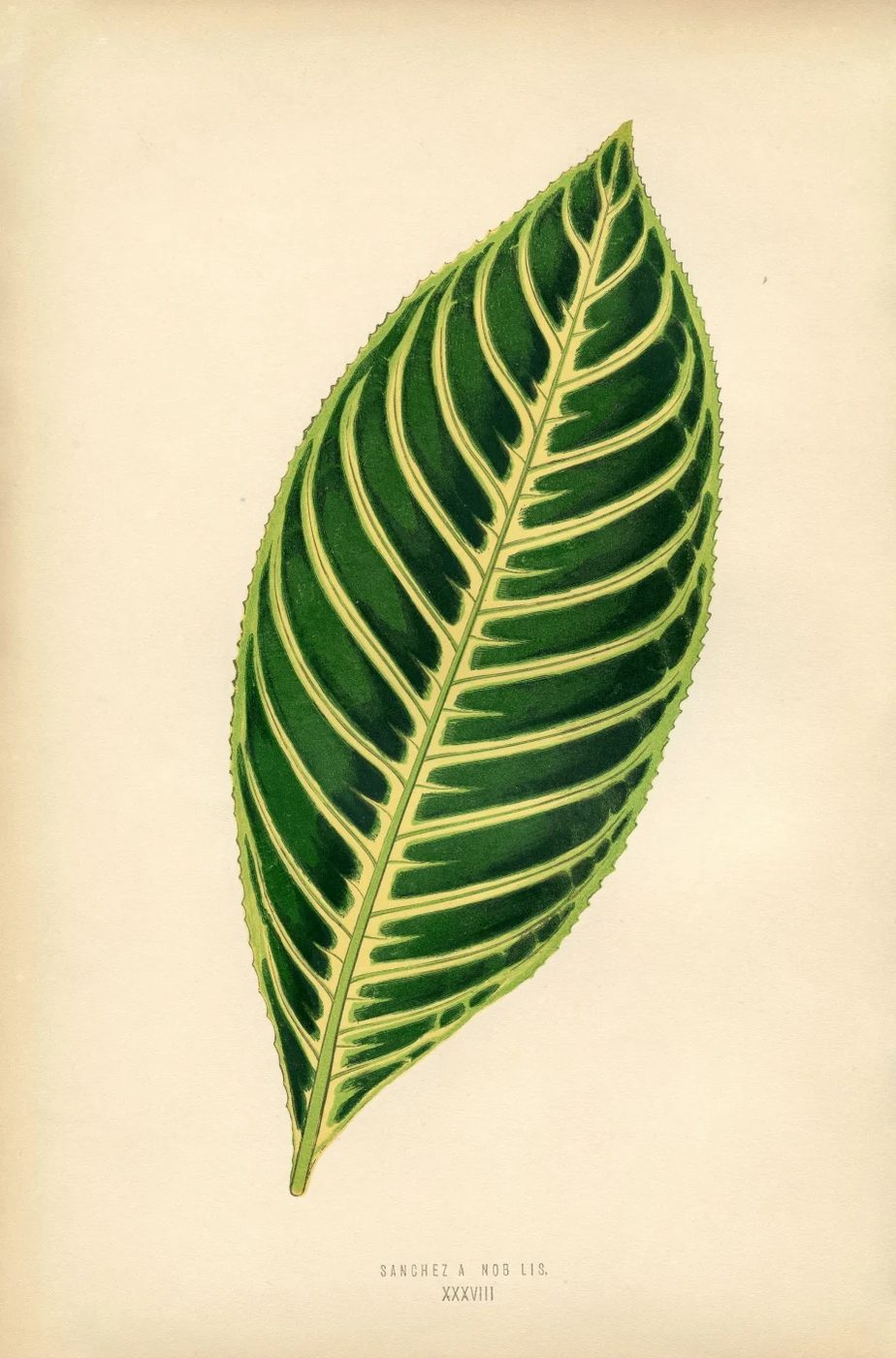 Free Vintage Leaves Image 1