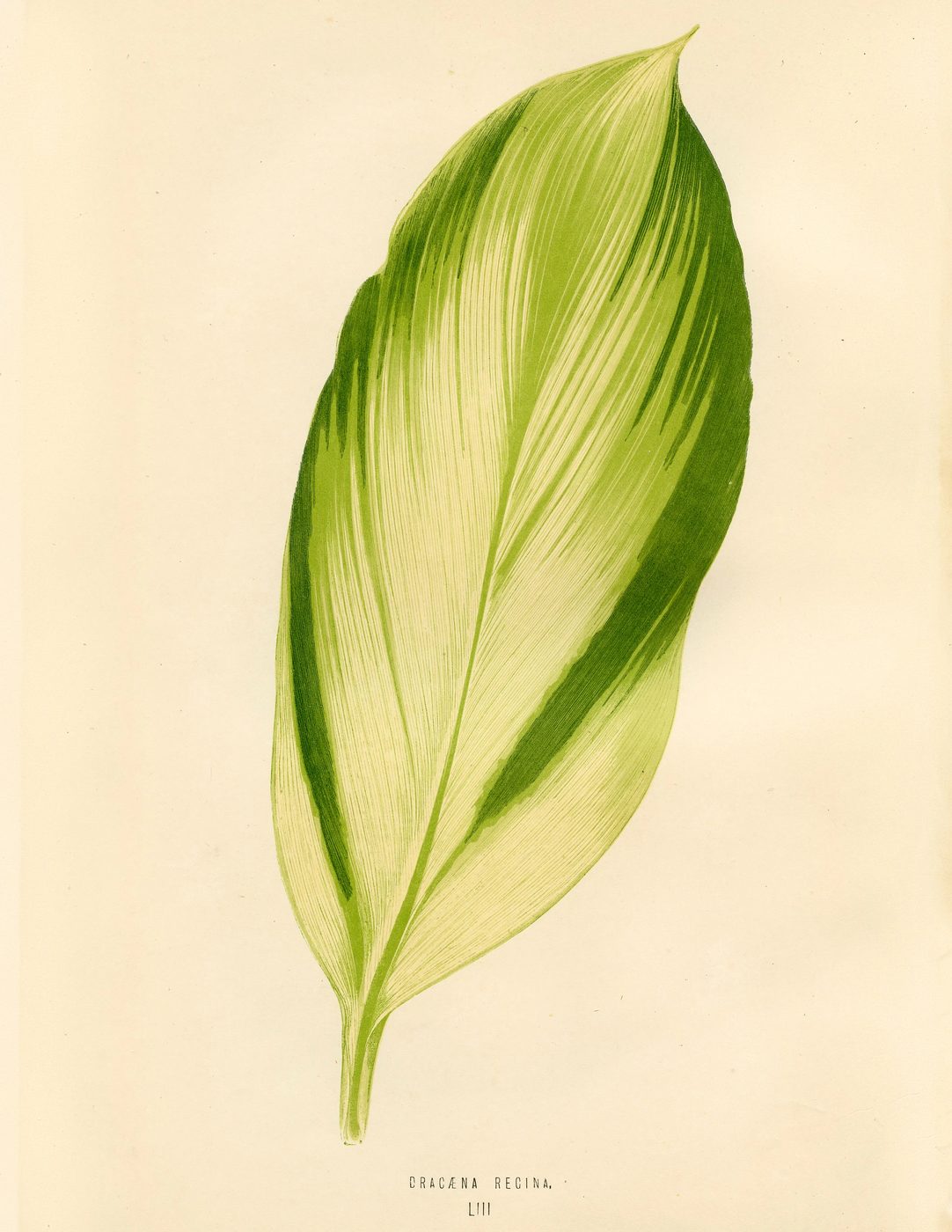Free Vintage Leaves Image 5