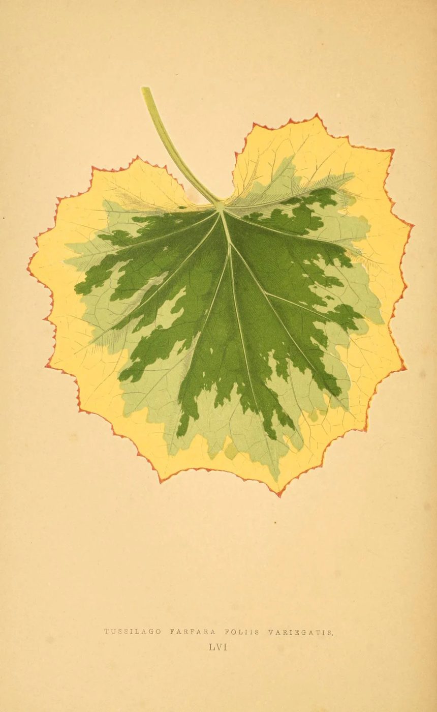 Les plantes a feuillage coloré. v.1. Paris :Rothschild,1867-1870. https://biodiversitylibrary.org/item/55539