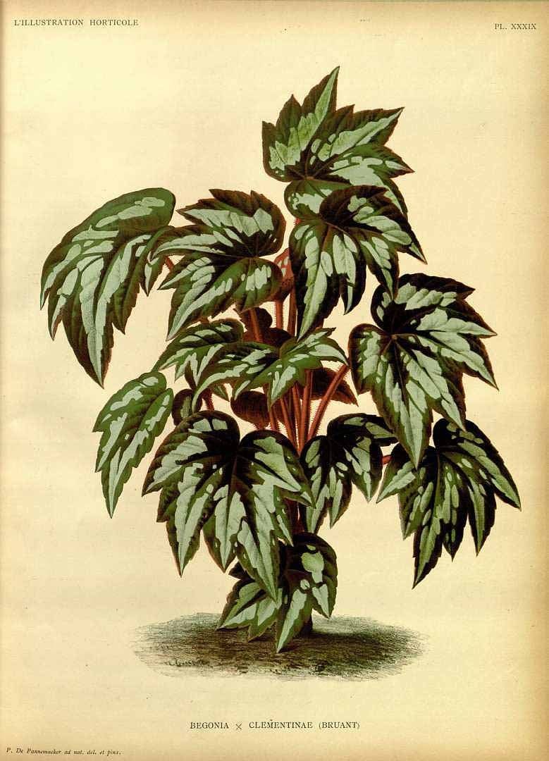 Free Vintage Leaves Image 32