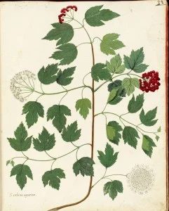 Free Vintage Leaves Image 26