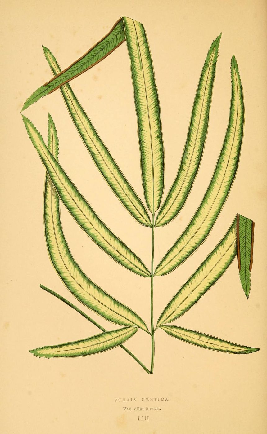 Les plantes a feuillage coloré. v.1. Paris :Rothschild,1867-1870. https://biodiversitylibrary.org/item/55539