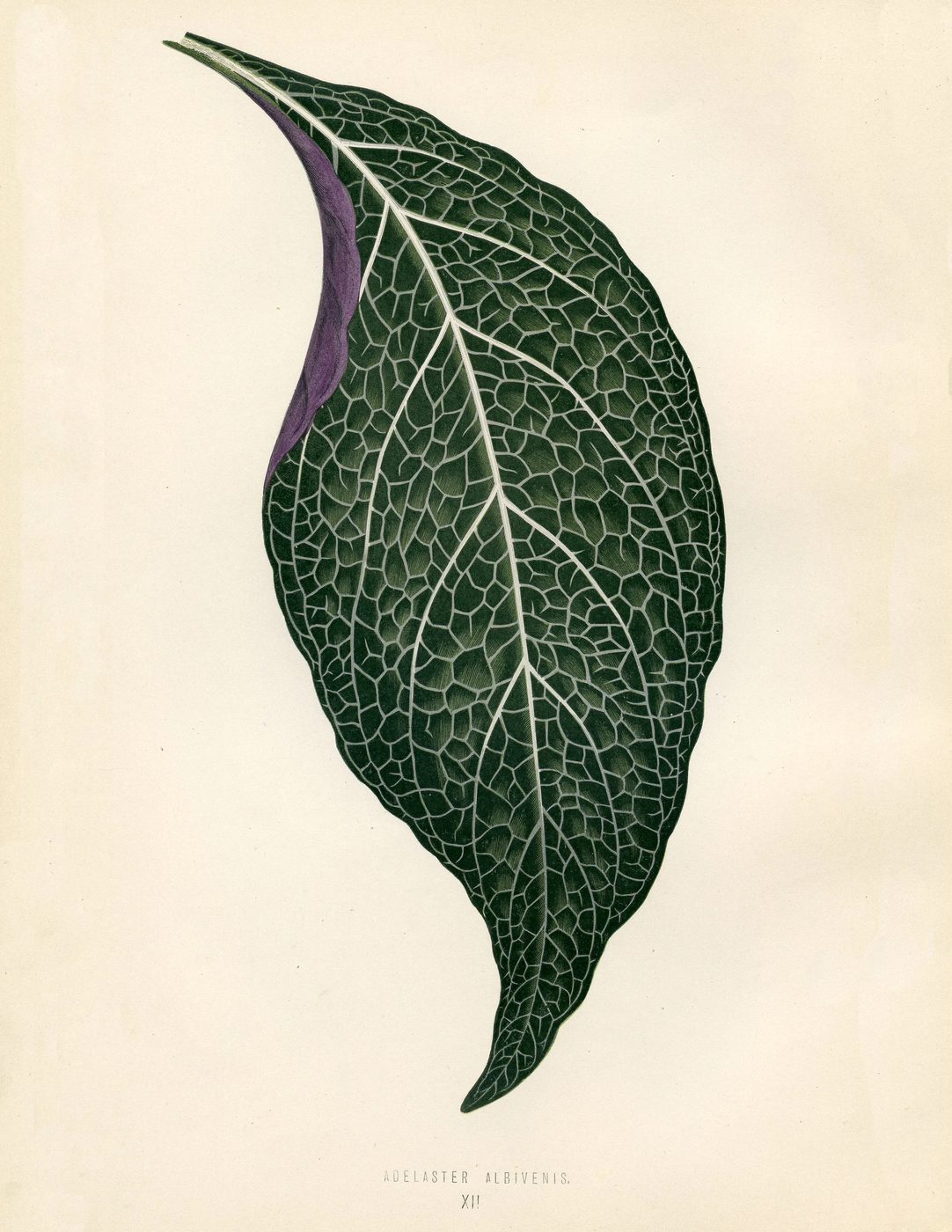 Free Vintage Leaves Image 7
