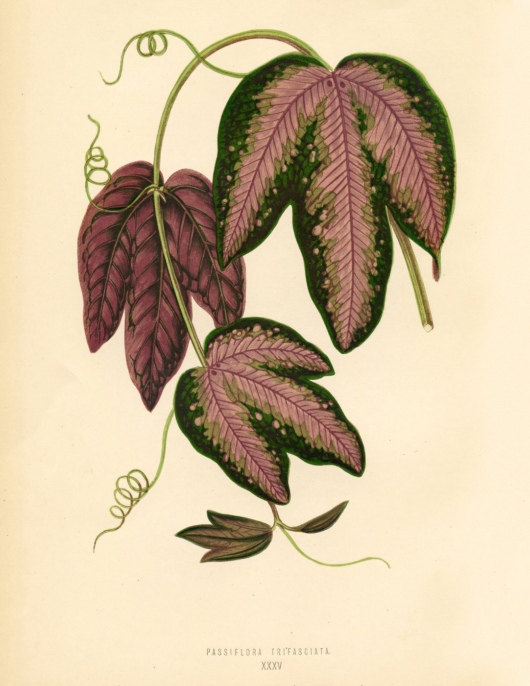 Free Vintage Leaves Image 2