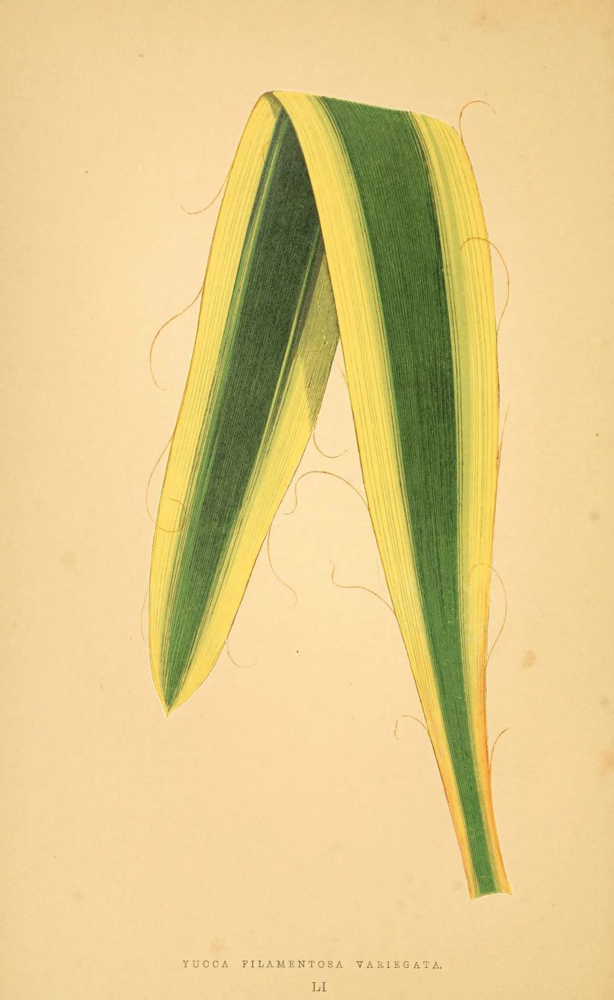 Les plantes a feuillage coloré. v.1. Paris :Rothschild,1867-1870. https://biodiversitylibrary.org/item/55539