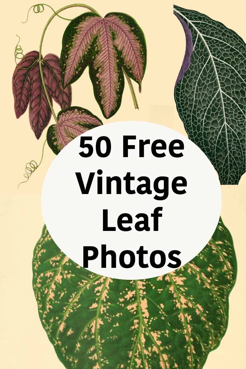 straightforward wall art! Just print a set of these striking vintage leaf prints, frame, and you have the well fitted modern chic gallery wall, on a modest-cost! look at all the fr
