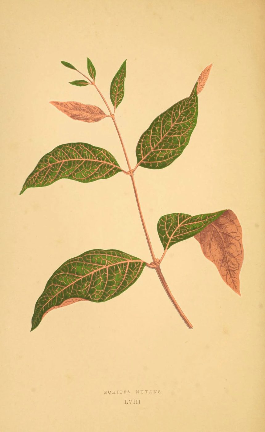 Les plantes a feuillage coloré. v.1. Paris :Rothschild,1867-1870. https://biodiversitylibrary.org/item/55539