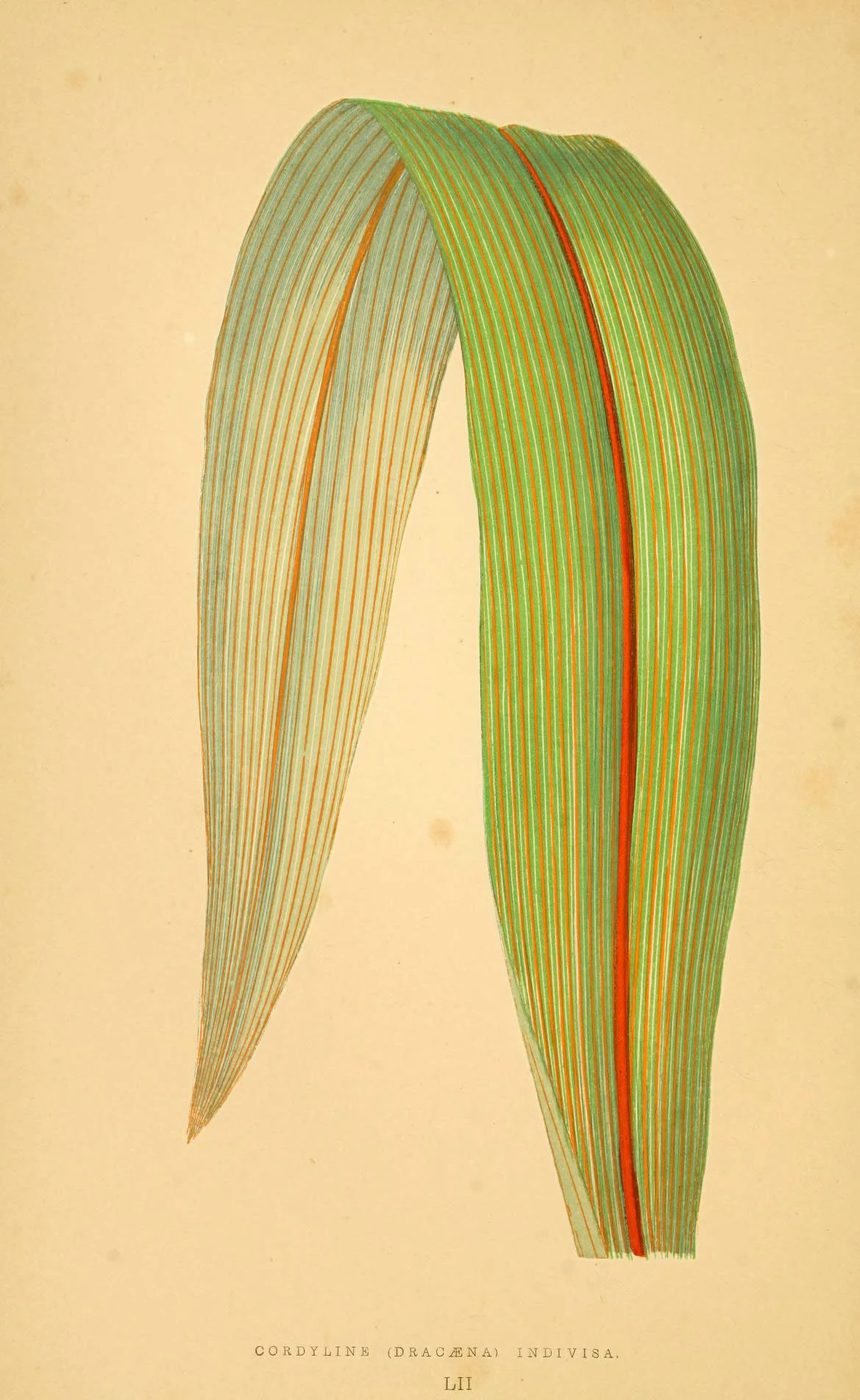 Les plantes a feuillage coloré. v.1. Paris :Rothschild,1867-1870. https://biodiversitylibrary.org/item/55539
