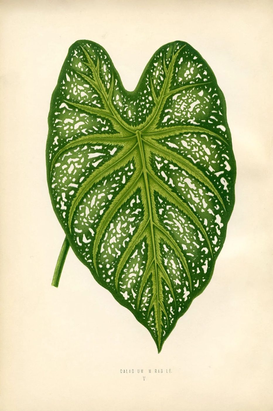 Free Vintage Leaves Image 10