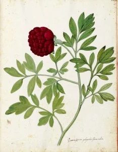 Free Vintage Leaves Image 28