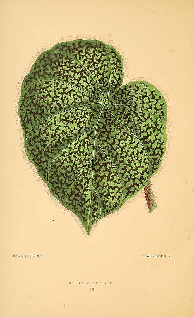Free Vintage Leaves Image 39
