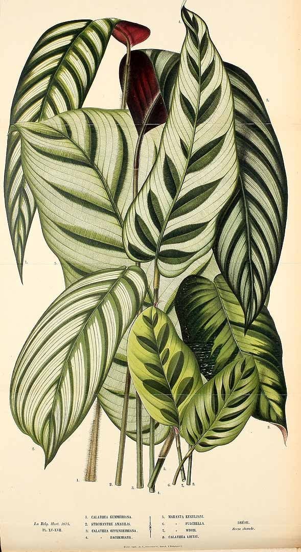 Free Vintage Leaves Image 31