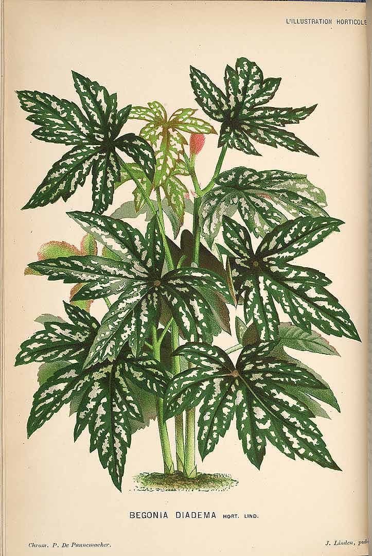 Free Vintage Leaves Image 33