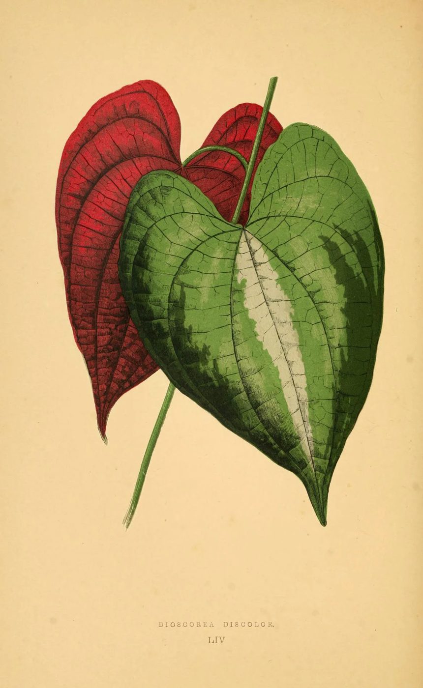 Les plantes a feuillage coloré. v.1. Paris :Rothschild,1867-1870. https://biodiversitylibrary.org/item/55539