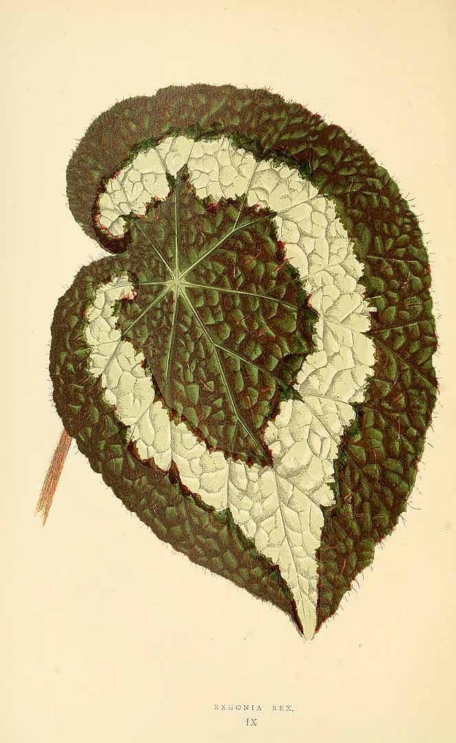 Free Vintage Leaves Image 35