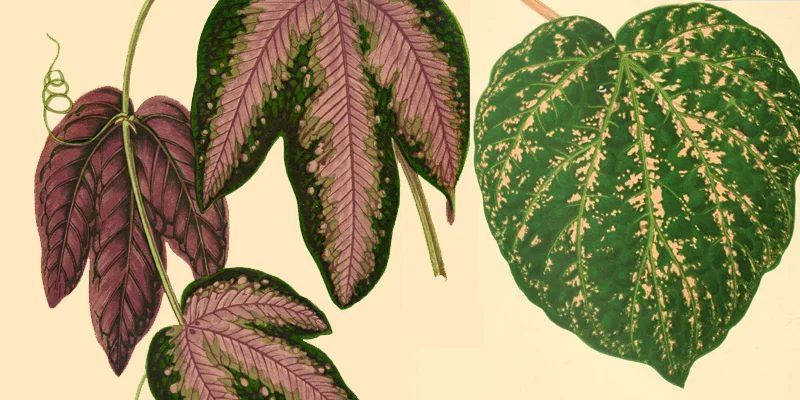 50 Free Vintage Leaf Images to Print