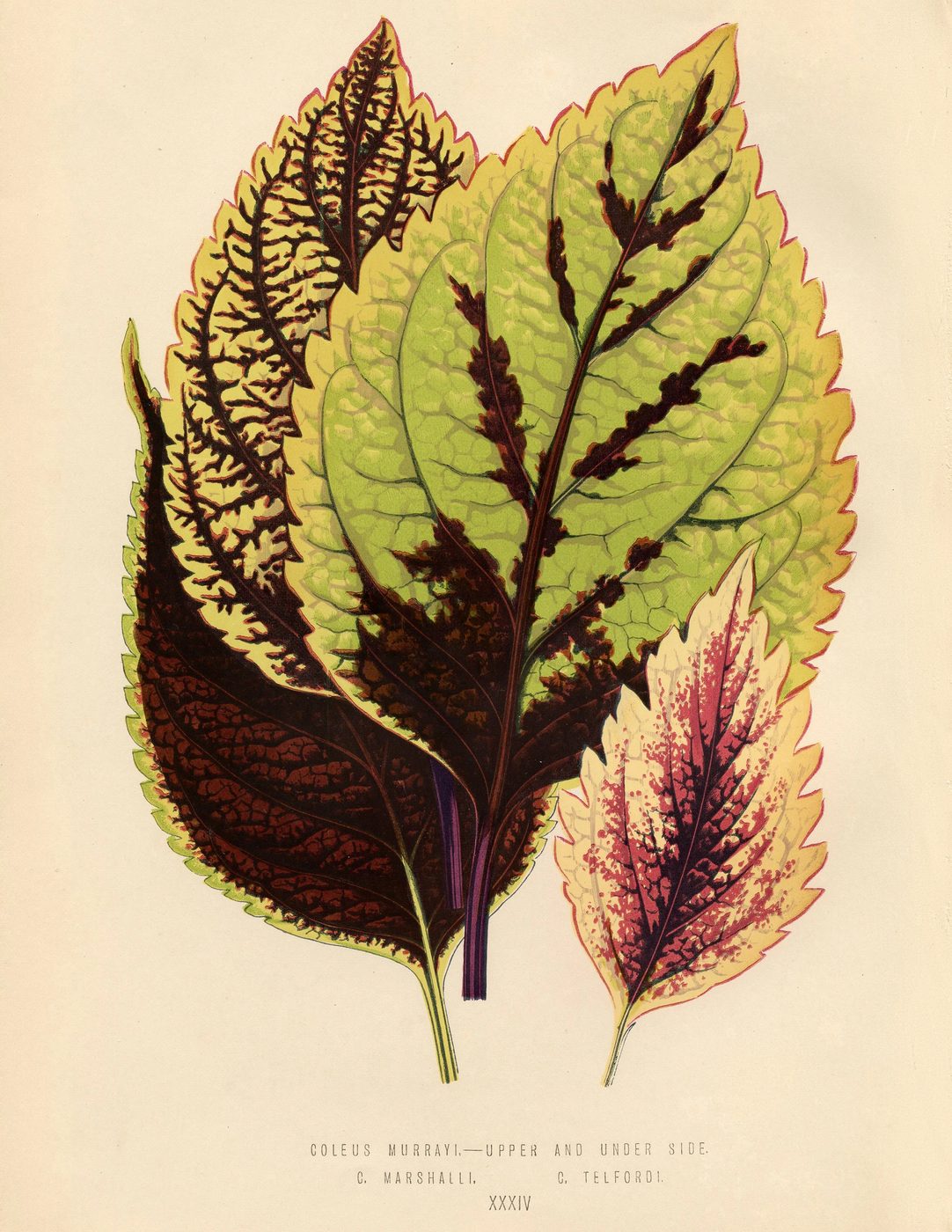 Free Vintage Leaves Image 3