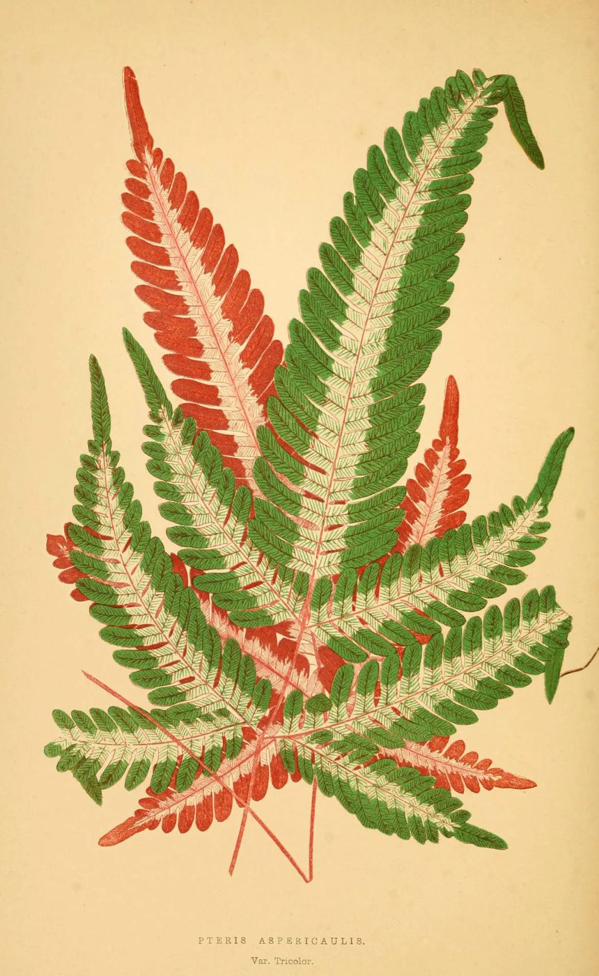 Les plantes a feuillage coloré. v.1. Paris :Rothschild,1867-1870. https://biodiversitylibrary.org/item/55539