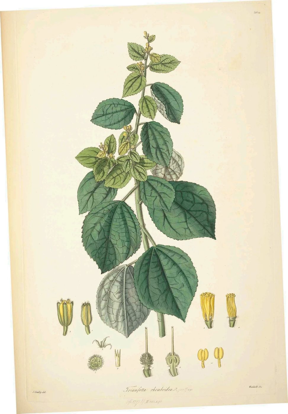 25