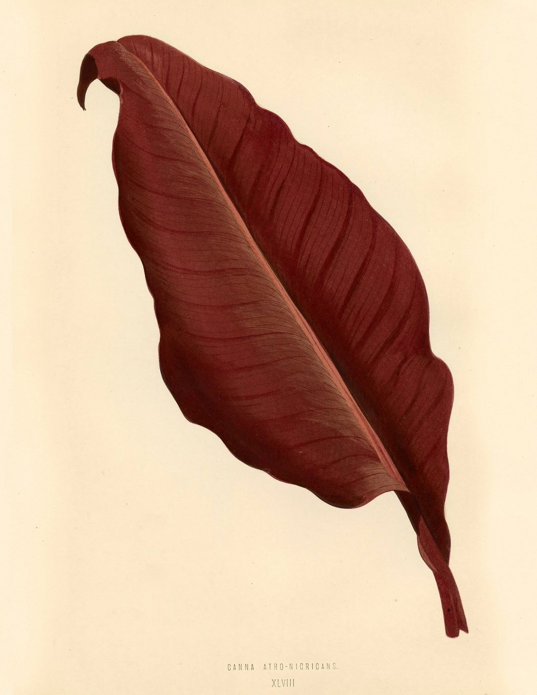 Free Vintage Leaves Image 4