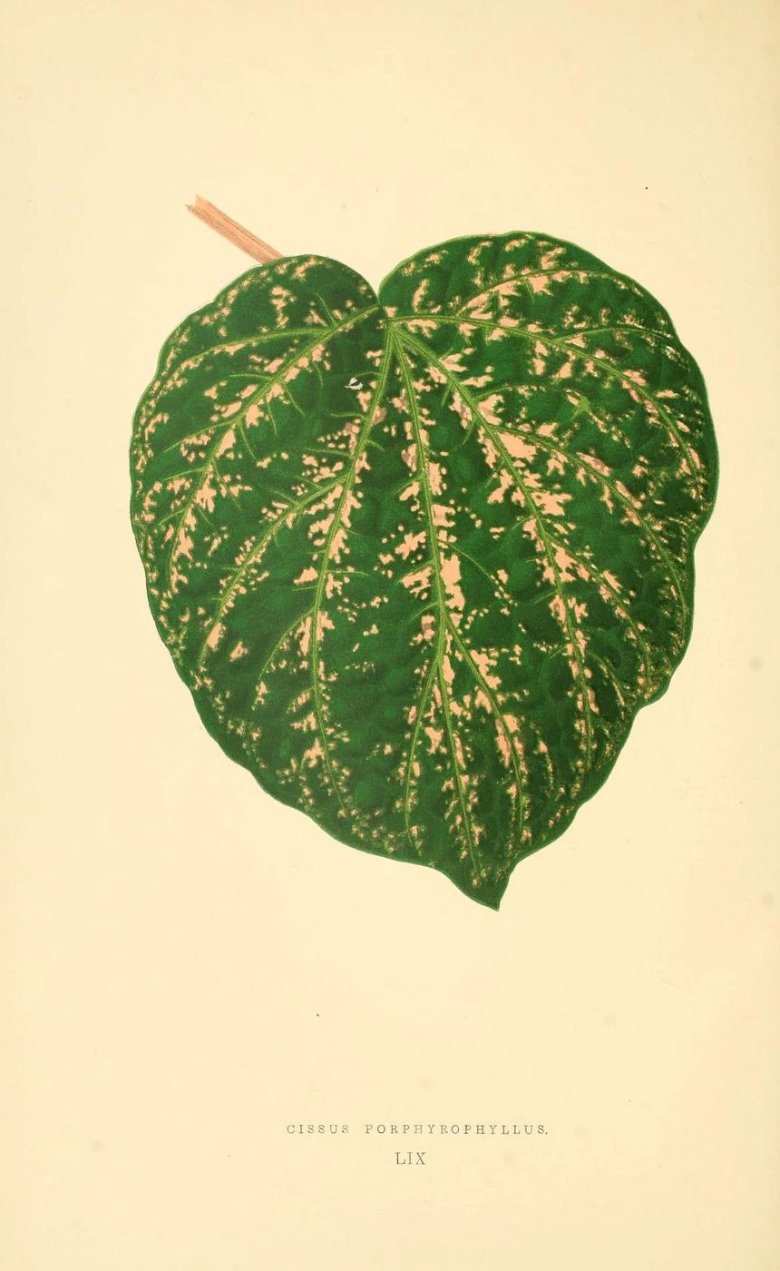 Les plantes a feuillage coloré. v.1. Paris :Rothschild,1867-1870. https://biodiversitylibrary.org/item/55539