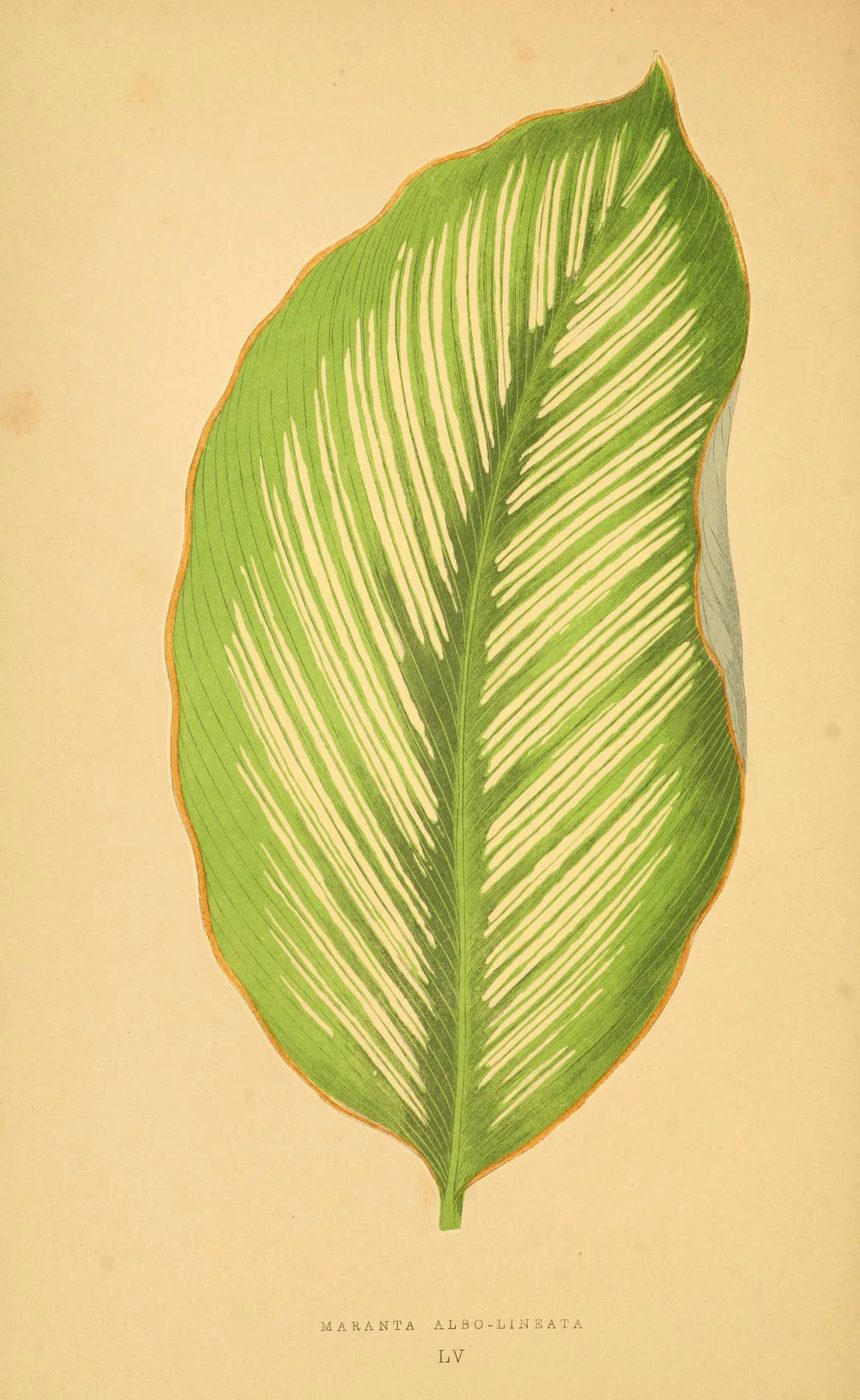 Les plantes a feuillage coloré. v.1. Paris :Rothschild,1867-1870. https://biodiversitylibrary.org/item/55539