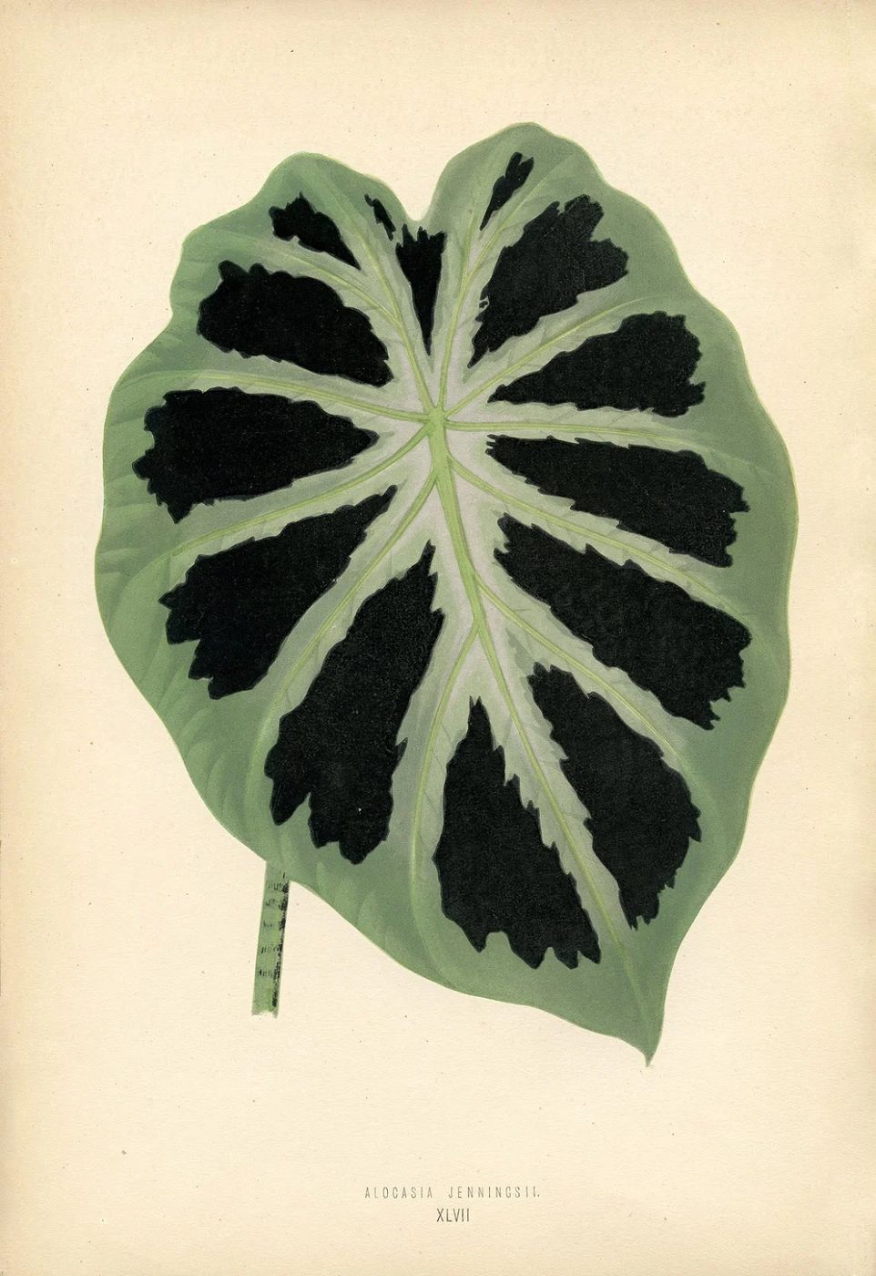 Free Vintage Leaves Image 12