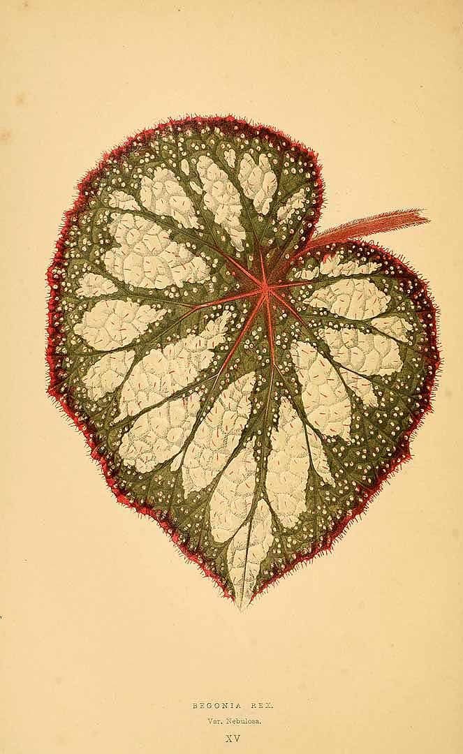 Free Vintage Leaves Image 38