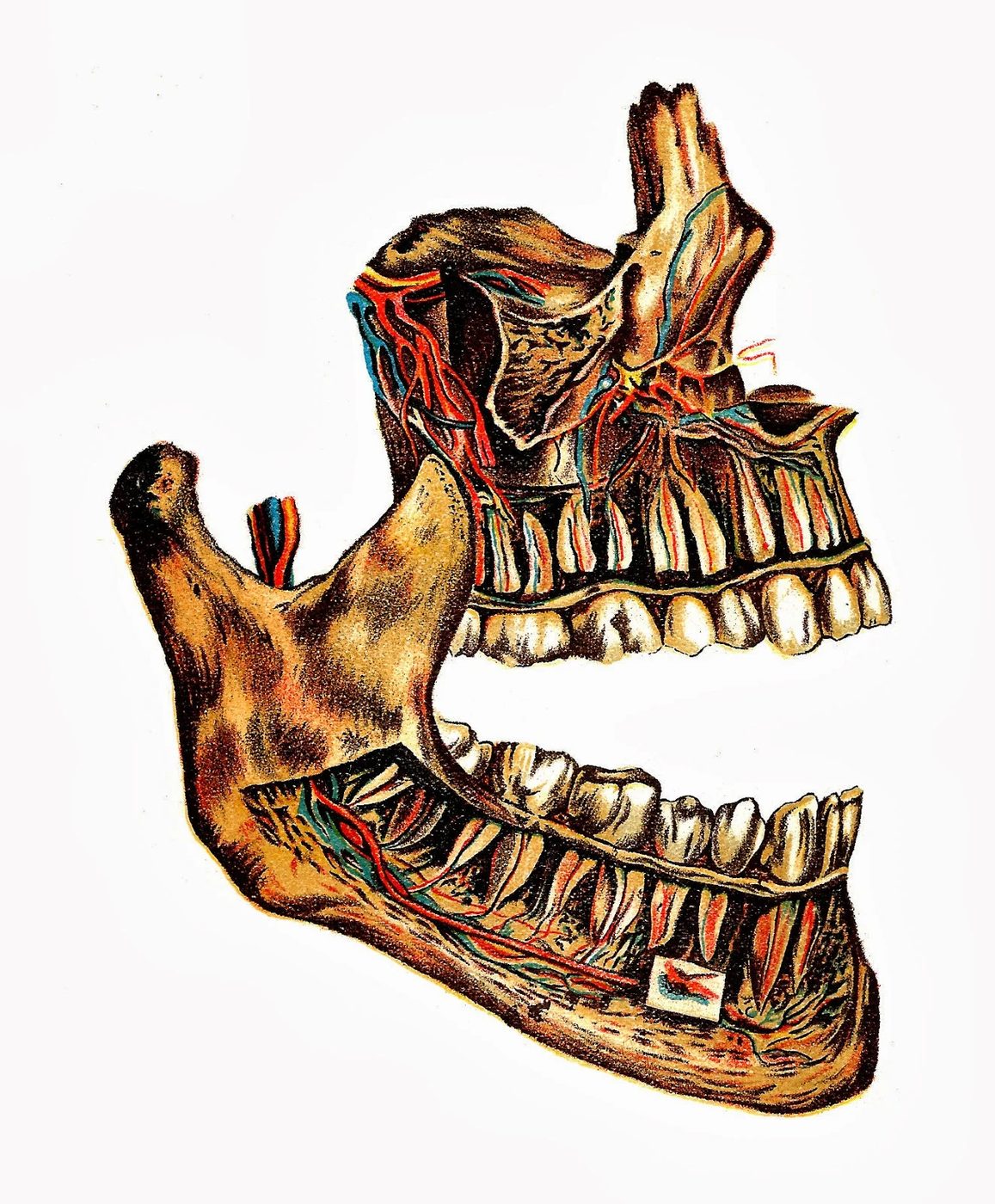 15 Free Vintage Medical Halloween Images | Bekob.com