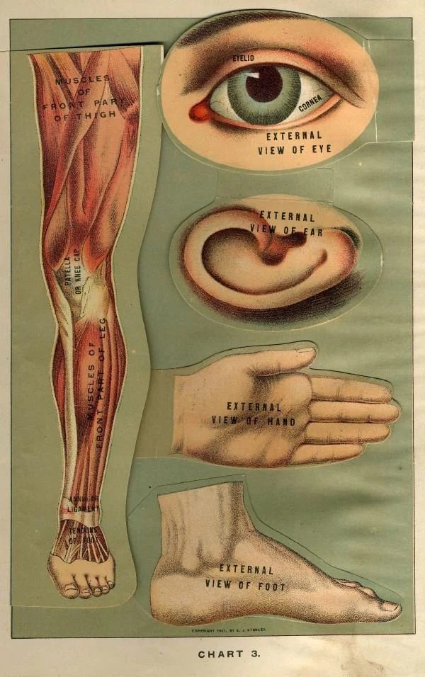 15 Free Vintage Medical Halloween Images | Bekob.com