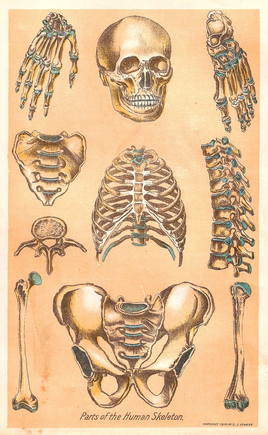 15 Free Vintage Medical Halloween Images | Bekob.com