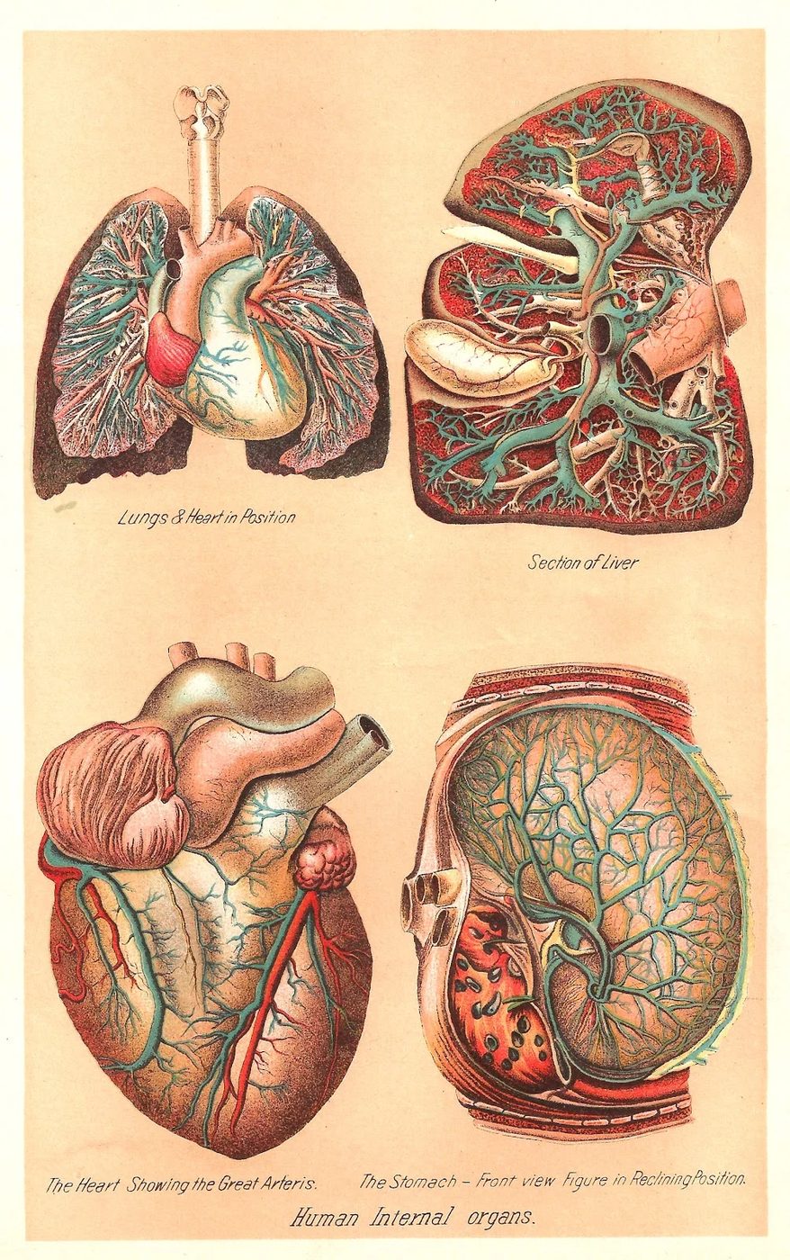 15 Free Vintage Medical Halloween Images | Bekob.com
