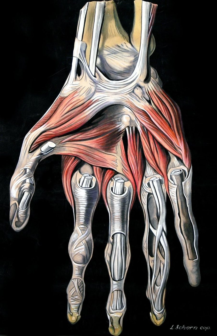 15 Free Vintage Medical Halloween Images | Bekob.com