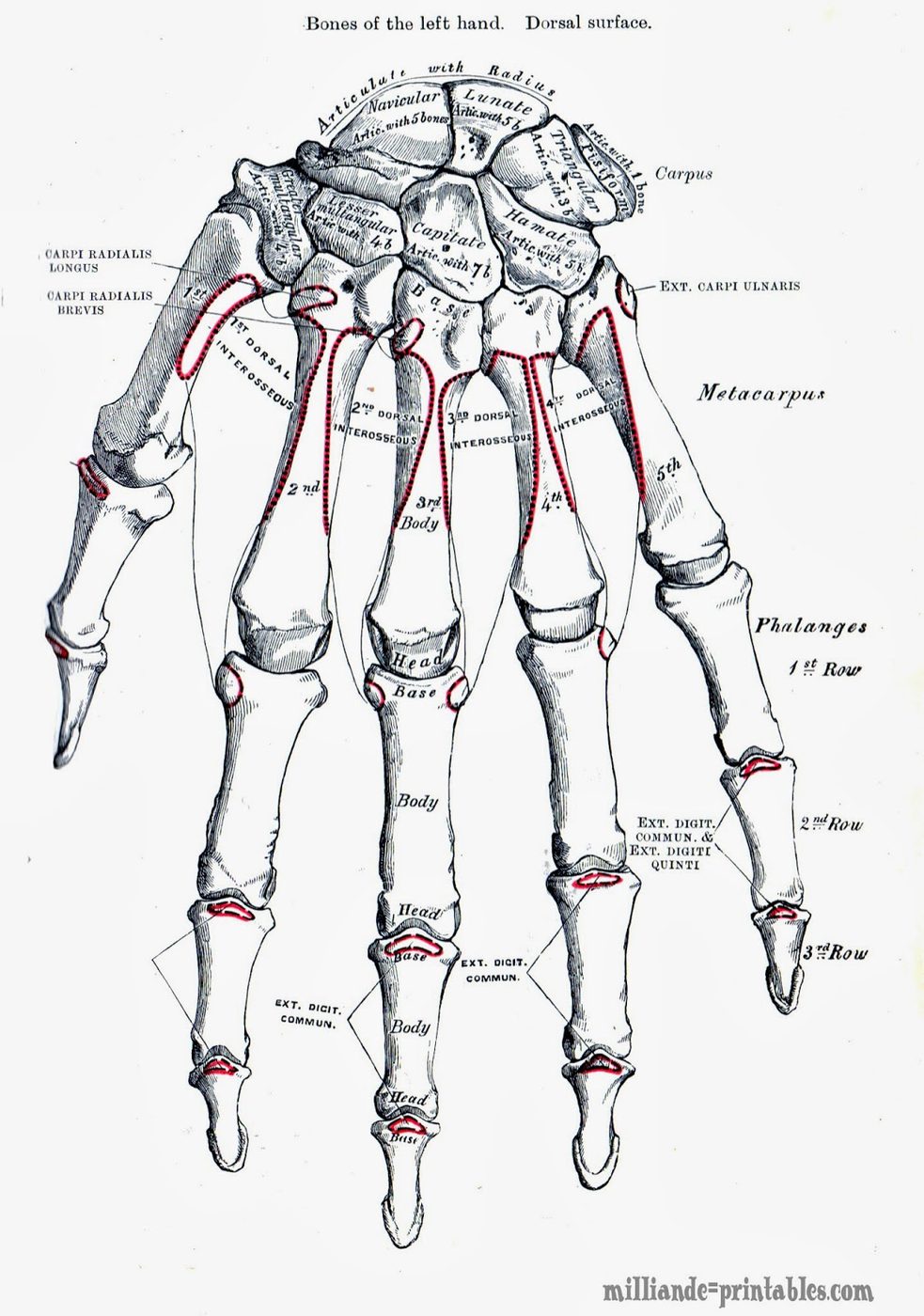 15 Free Vintage Medical Halloween Images | Bekob.com