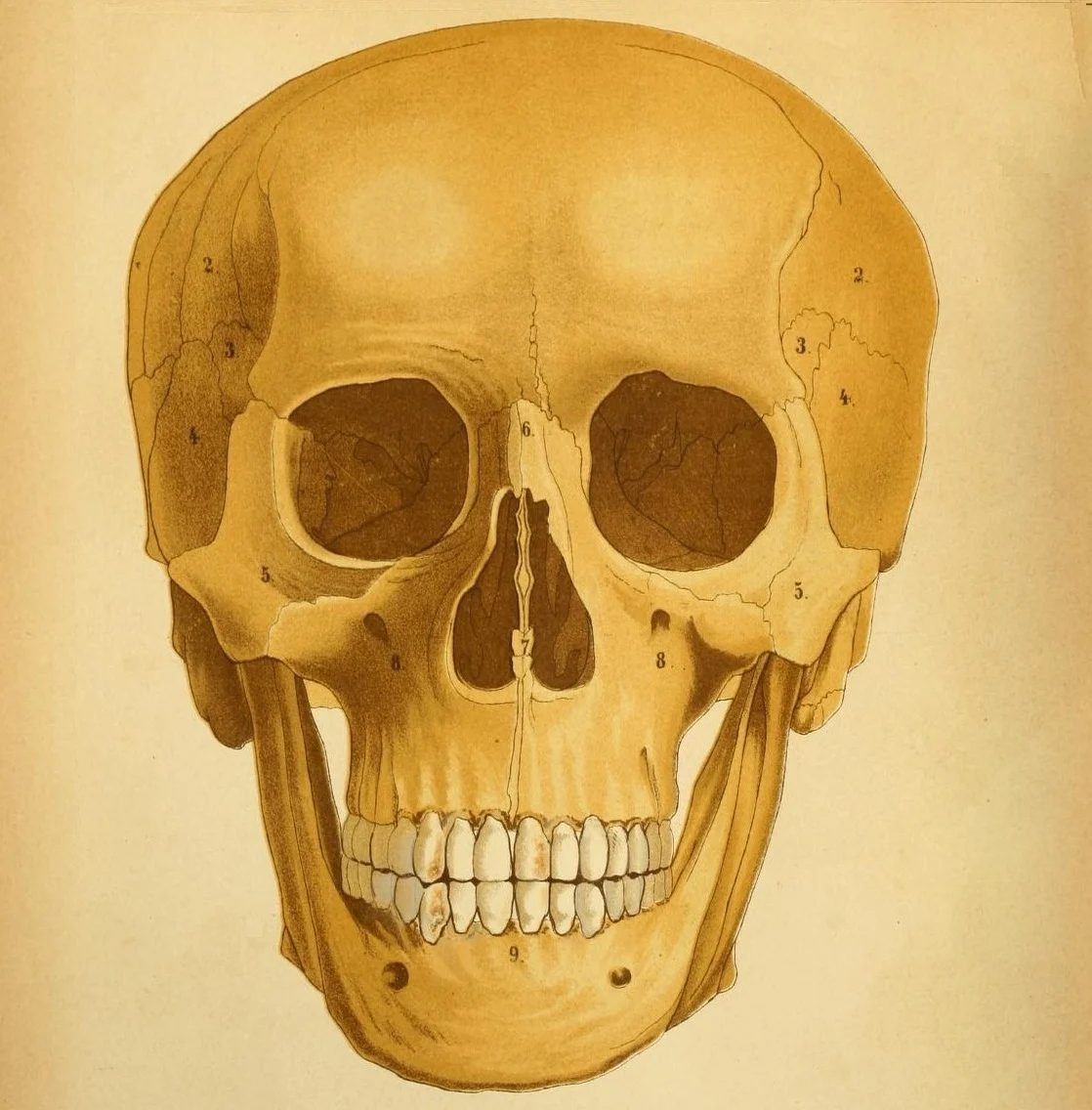 15 Free Vintage Medical Halloween Images | Bekob.com