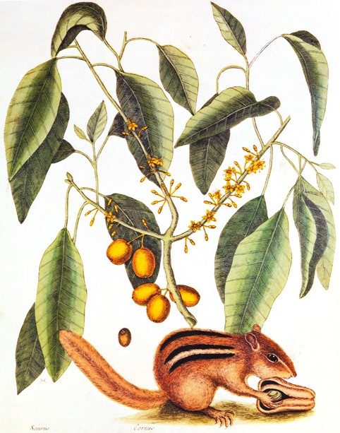 25 Free Natural History Images for Fall